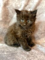Available Maine Coon Kitten MD