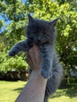 Available Maine Coon Kitten MD