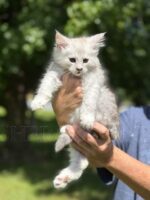 Available Maine Coon Kitten MD