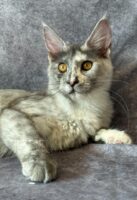 Available Maine Coon Kitten MD