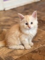 Available Maine Coon Kitten MD