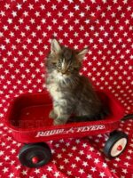 Available Maine Coon Kitten MD