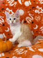 Available Maine Coon Kitten MD