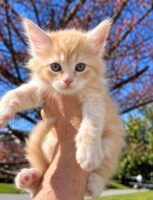 Available Maine Coon Kitten MD