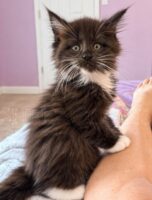 Available Maine Coon Kitten MD