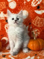 Available Maine Coon Kitten MD