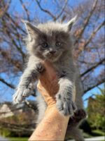 Available Maine Coon Kitten MD