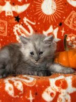 Available Maine Coon Kitten MD