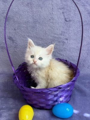 Available Maine Coon Kitten MD