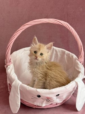 Available Maine Coon Kitten MD