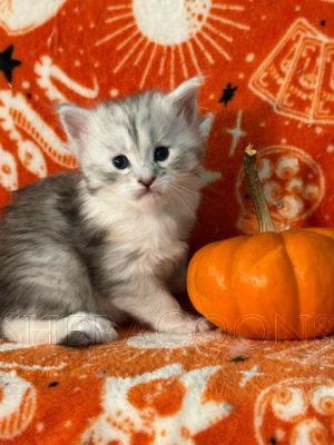 Available Maine Coon Kitten MD