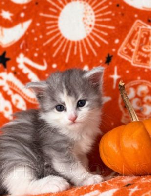 Available Maine Coon Kitten MD