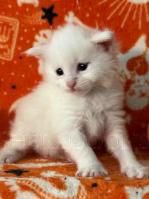 Available Maine Coon Kitten MD