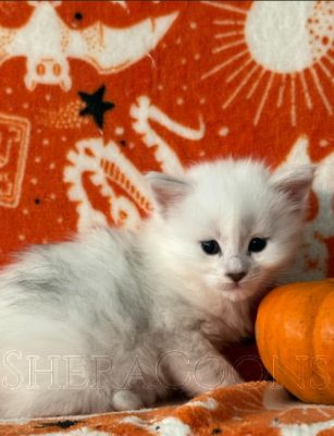 Available Maine Coon Kitten MD