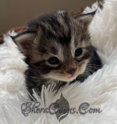 Available Maine Coon Kitten MD