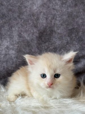 Available Maine Coon Kitten MD