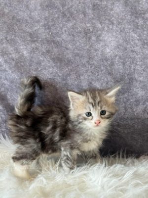 Available Maine Coon Kitten MD