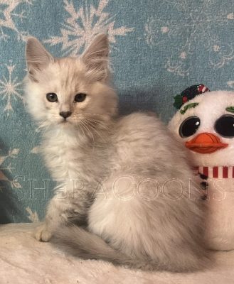 Available Maine Coon Kitten MD