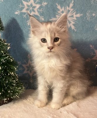 Available Maine Coon Kitten MD