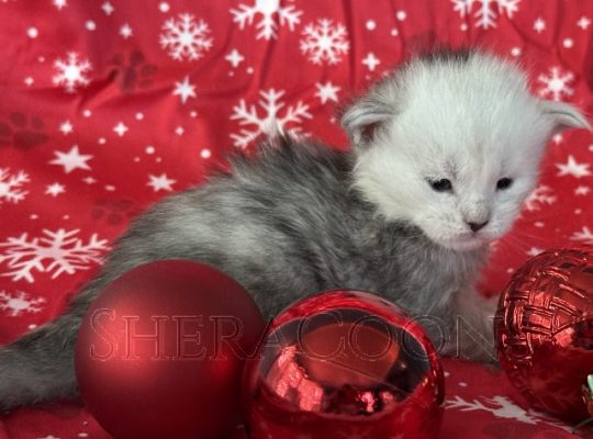 Available Maine Coon Kitten MD