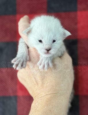 Available Maine Coon Kitten MD