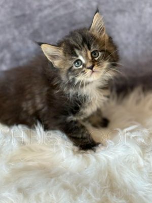 Available Maine Coon Kitten MD