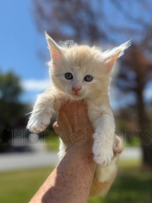 Available Maine Coon Kitten MD