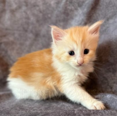 Available Maine Coon Kitten MD