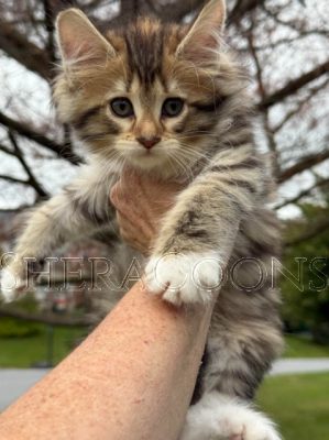 Available Maine Coon Kitten MD