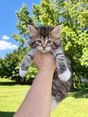Available Maine Coon Kitten MD