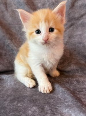 Available Maine Coon Kitten MD
