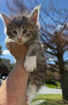 Available Maine Coon Kitten MD
