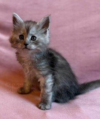 Available Maine Coon Kitten MD