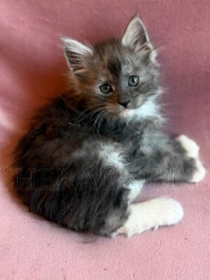 Available Maine Coon Kitten MD