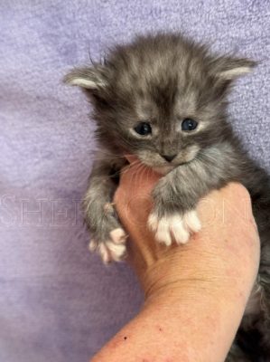 Available Maine Coon Kitten MD