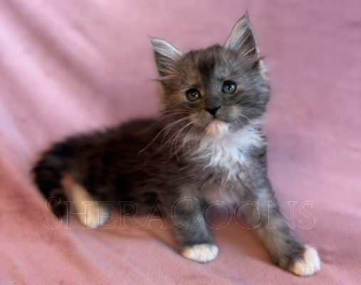 Available Maine Coon Kitten MD