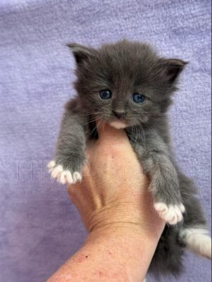 Available Maine Coon Kitten MD