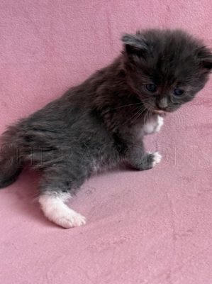 Available Maine Coon Kitten MD