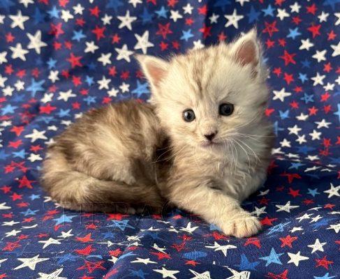 Available Maine Coon Kitten MD