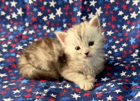 Available Maine Coon Kitten MD