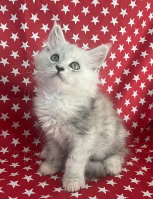 Available Maine Coon Kitten MD
