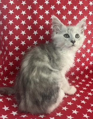 Available Maine Coon Kitten MD