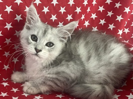 Available Maine Coon Kitten MD