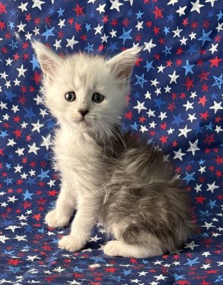 Available Maine Coon Kitten MD