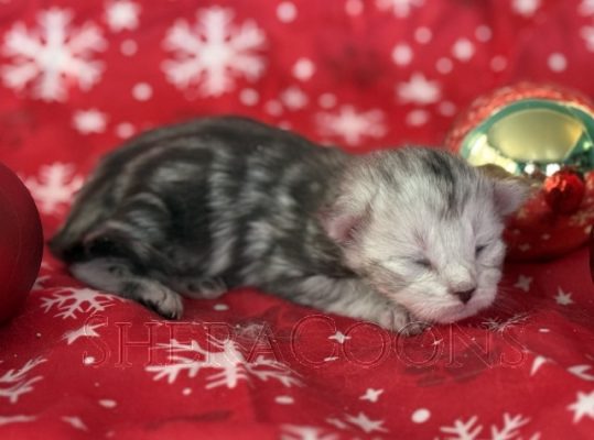 Available Maine Coon Kitten MD