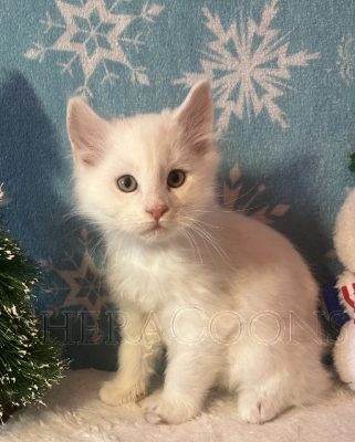 Available Maine Coon Kitten MD