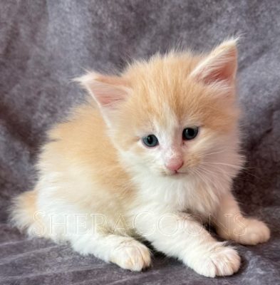 Available Maine Coon Kitten MD