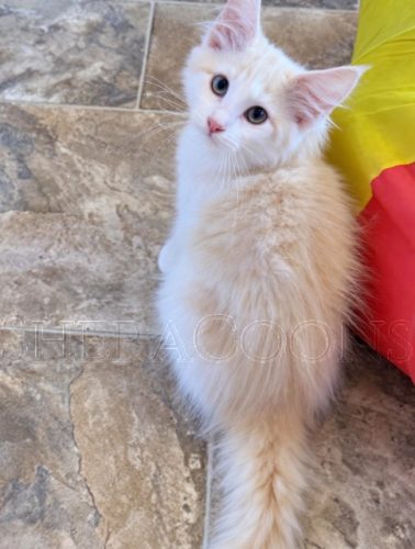 Available Maine Coon Kitten MD