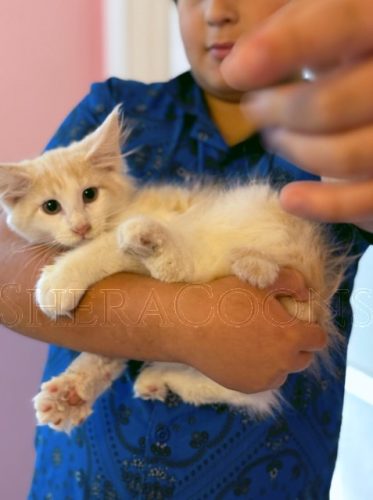 Available Maine Coon Kitten MD