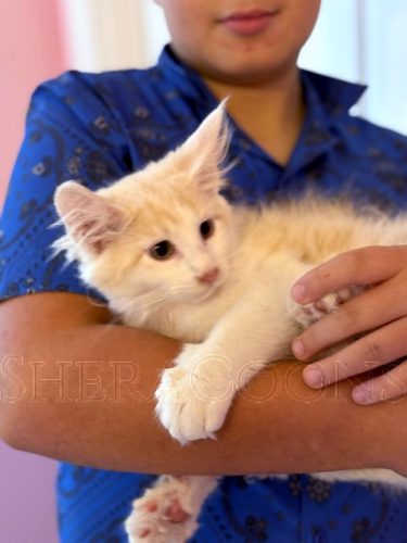 Available Maine Coon Kitten MD